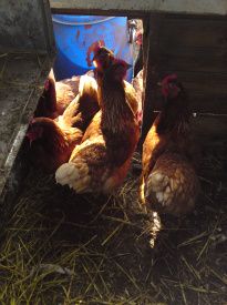 jeg har været med mor i hønsehuset.Hønsene står og venter på at komme ud.