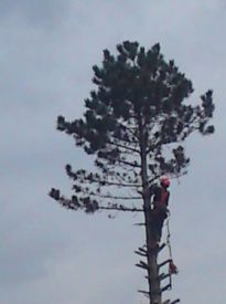 Det er ikke en fugl,det er en mand, som kravler højt oppe i et træ. træet skal fældes lige som vores blev. Hans  maskine larmer frygteligt. Vi så det på vejen ,da vi var ude at gå.