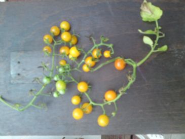 tomater fra Camilla Plum drivhuset . De SKAL være gule og de smager dejligt