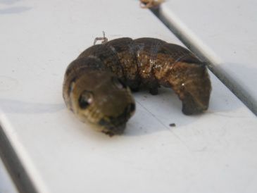 Det var en larve som Vimmer fandt i udestuen.Den var lige så stor som mors lillefinger