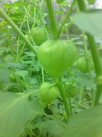 en sjov plante som vi har i drivhuset
Det hedder en kirsebærkornel. Indeni er der små gule bær som ligner tomater.