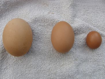 Det store æg vejer 150 gr ,det næste vejer 65 gr og det lille-bitte vejer kun 20 gr.Er det ikke sødt?