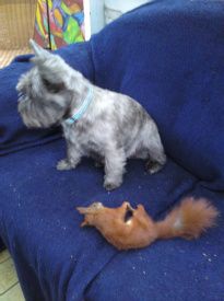 Vimmer har taget sit egern op i sofaen.Hun tror at det skal sove der