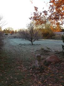 Se, der er is på græsset når vi går morgentur.Det er der vi tog billede af rådyrene i efteråret .