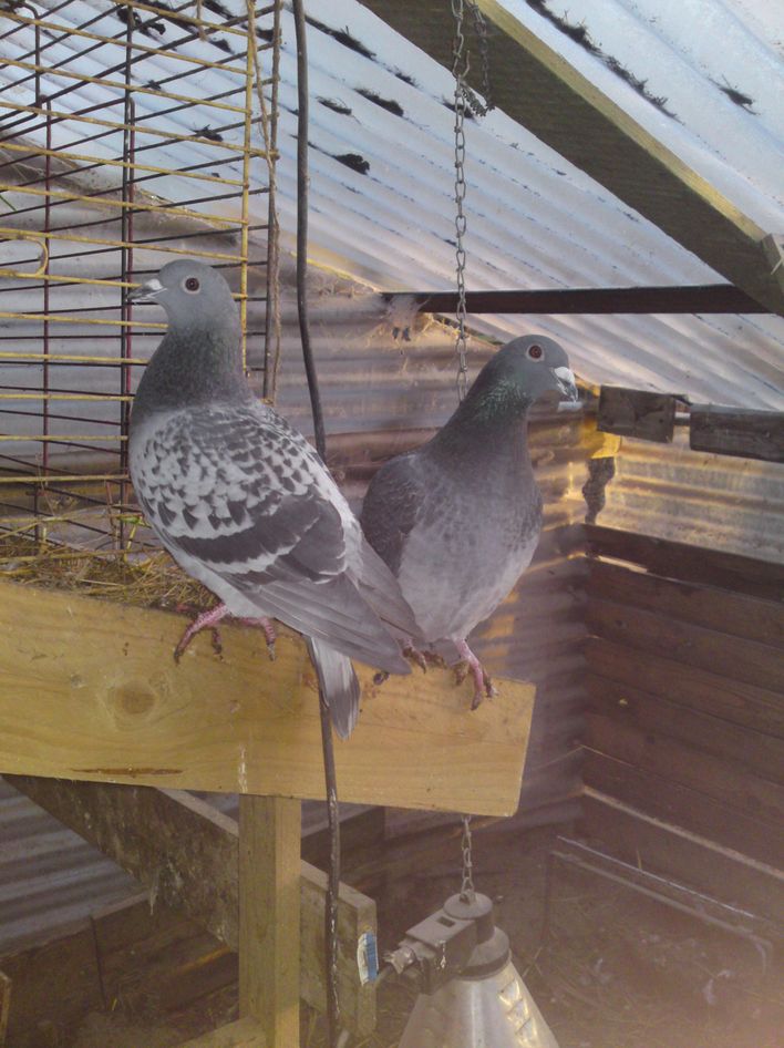 her er de to duer som flyttede ind i hønsehuset i vinters.De siger sådan en sjov lyd