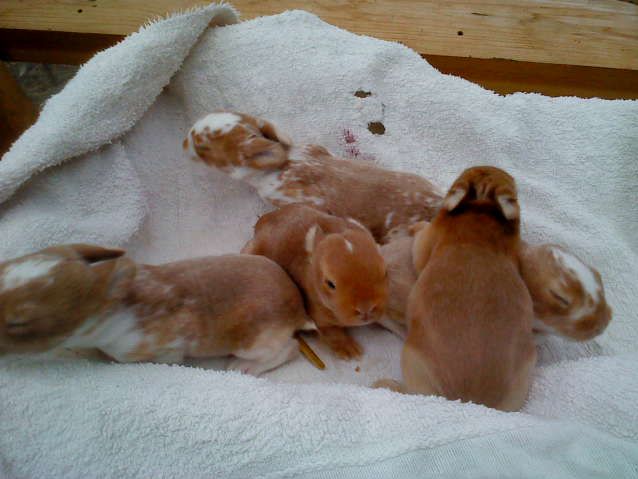 Her er alle de små kaninbørn.der er fem af dem 