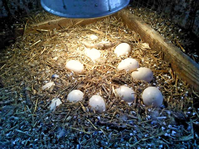Det er ande-æggene.de ligger under en lampe i fugleburet .Men der kommer vist ingen ællinger.det varer så længe .